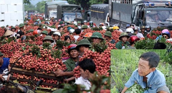 Vải thiều rẻ như rau muống, giá dưa hấu bằng cốc trà đá 1