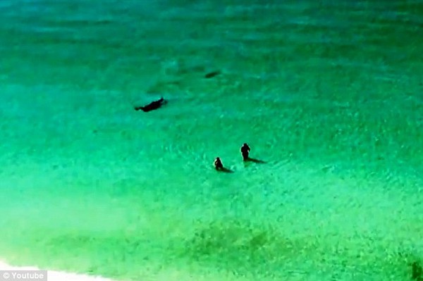 2 du khách hoảng hốt bỏ chạy vì cá mập bơi gần bờ 1