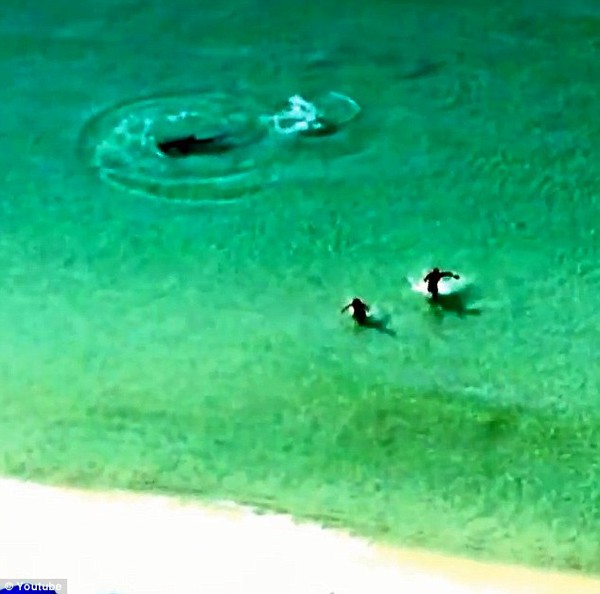 2 du khách hoảng hốt bỏ chạy vì cá mập bơi gần bờ 2