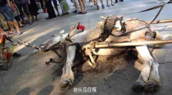 Ngựa đang kéo xe cho khách du lịch lăn ra chết 1