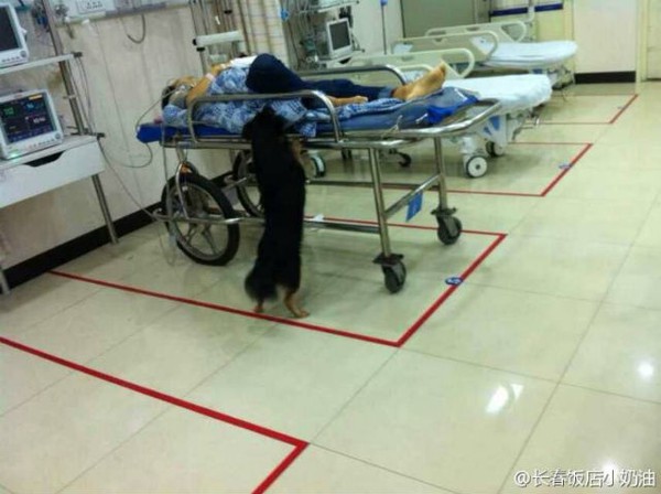 Chủ nhân cấp cứu, chú chó lo lắng ngồi ngoài hành lang bệnh viện chờ đợi 2