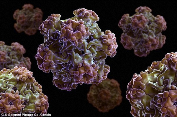Nấm đông cô của Nhật Bản có thể ngăn chặn virus HPV gây ung thư cổ tử cung 2