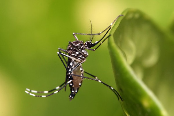 muỗi Aedes truyền virus Zika