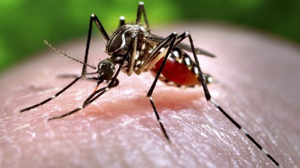 muỗi truyền virus zika