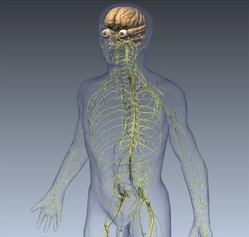 Tìm hiểu chức năng của các hệ thống bên trong cơ thể con người 3
