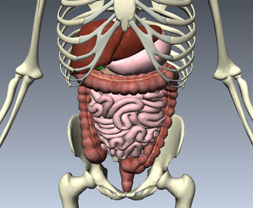 Tìm hiểu hình ảnh 3d nội tạng người với những hình ảnh sinh động sát với  thực tế