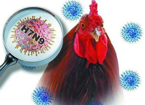 Cẩn trọng khi dịch cúm A/H7N9 có thể bùng phát vào dịp Tết 1
