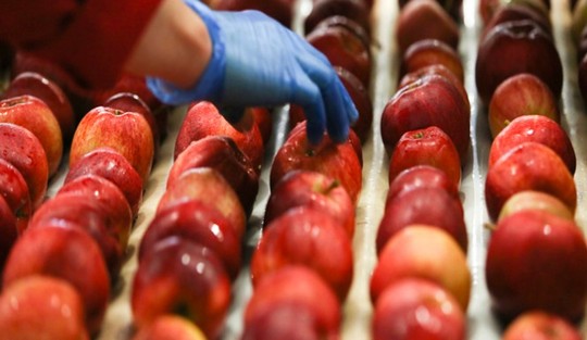 Vi khuẩn trong 2 loại táo Mỹ gây chết người bằng cách nào? 1
