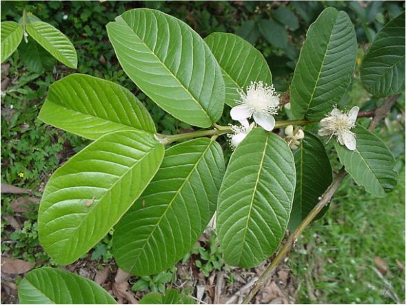 tác dụng của lá ổi 2 tác dụng của lá ổi 2