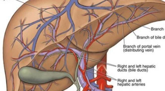 dấu hiệu gan nhiễm độc