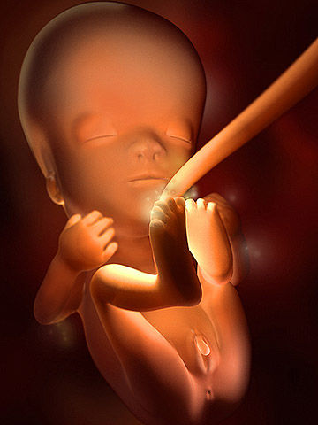 Quá trình thai nhi lớn lên trong bụng mẹ