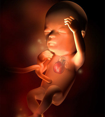 The process of growing a baby in the womb