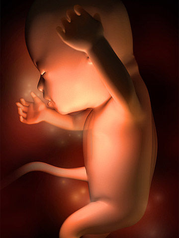 The process of growing a baby in the womb