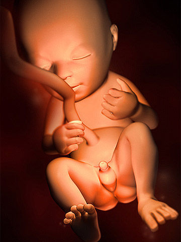Hình ảnh sống động về sự phát triển của thai nhi trong 40 tuần