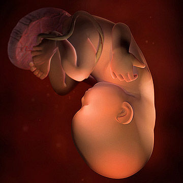 The process of growing a baby in the womb