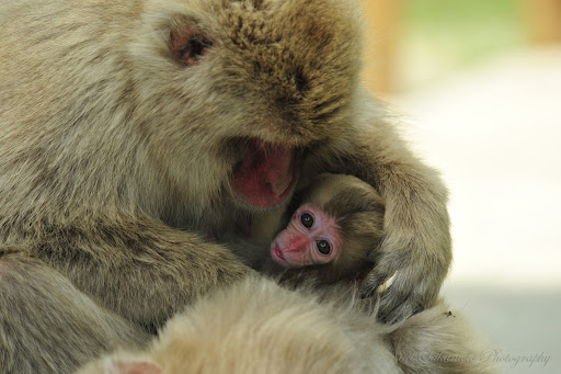 Hơi mẹ nữa của khỉ con chắc chắn sẽ làm bạn cảm thấy thích thú và ấm áp trong lòng. Hãy cùng chiêm ngưỡng những bức ảnh đáng yêu này để tìm hiểu thêm về sự dễ thương và sự đáng yêu của khỉ con.