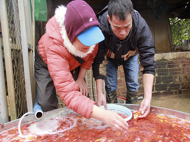 23 tháng Chạp, ông Công ông Táo, Tết Nguyên đán