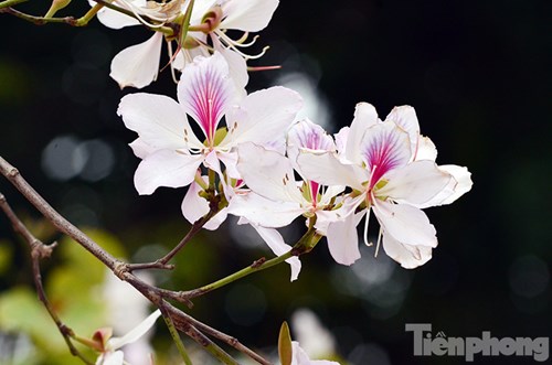 Ảnh hoa ban đẹp: Tận hưởng thiên nhiên hữu tình qua từng pixel ảnh hoa ban đẹp. Hãy thưởng thức một thế giới đẹp mê hồn, màu sắc tươi sáng bao phủ, giúp bạn thư giãn sau những giờ phút căng thẳng.