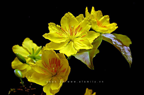 Tết hoa mai - khoảng thời gian tràn đầy sắc màu, niềm vui và ý nghĩa. Hãy cùng khám phá những hình ảnh tuyệt đẹp về loài hoa này trong dịp Tết truyền thống của người Việt Nam.