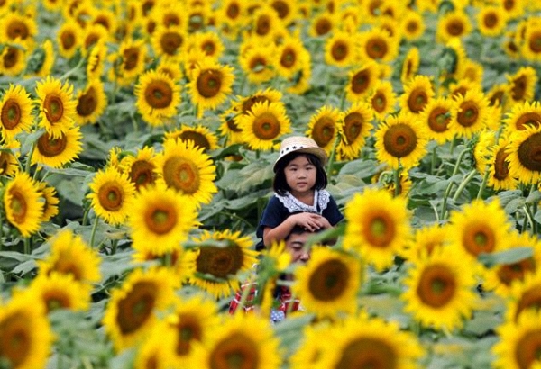 Rực rỡ lễ hội hoa hướng dương ở Nhật Bản