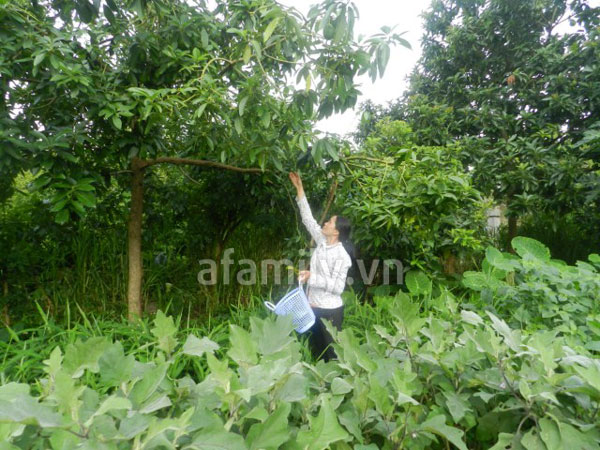 Lên Mộc Châu hái... bơ Lên Mộc Châu hái... bơ