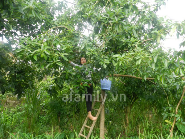 Lên Mộc Châu hái... bơ Lên Mộc Châu hái... bơ