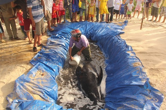 Cá voi dạt vào bờ được người dân chăm sóc.