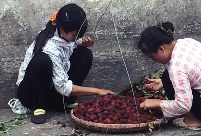 Thanh mai, Lào Cai, Quảng Ninh, Trung Quốc, thanh mai Tàu, dân buôn, siêu lợi nhuận, chợ Long Biên, chợ đầu mối, thanh-mai, Lào-Cai, Quảng-Ninh, Trung-Quốc, thanh-mai-Tàu, dân-buôn, siêu-lợi-nhuận, chợ-Long-Biên, chợ-đầu-mối, tranh-nhau