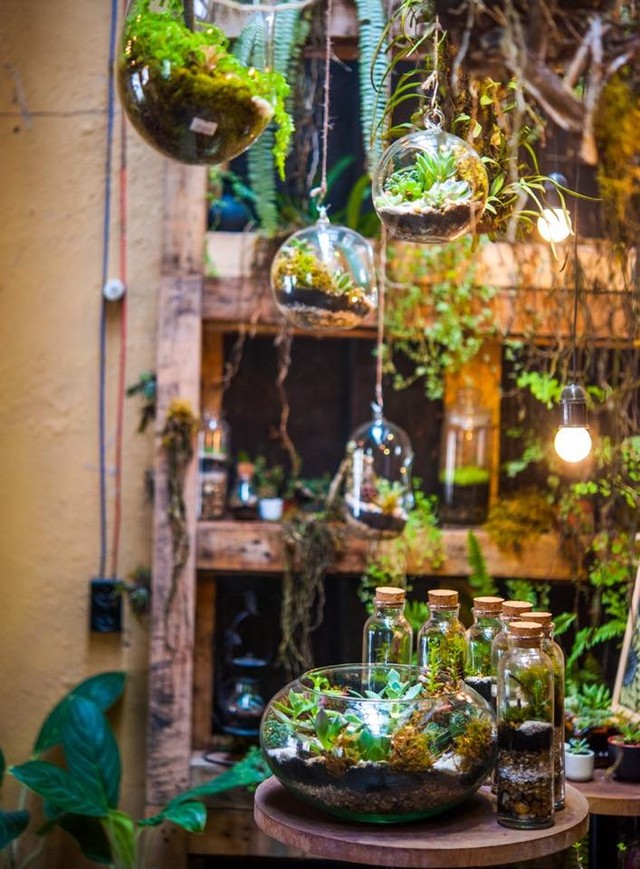 Quán cà phê được trang trí, trưng bày bằng các sản phẩm terrarium