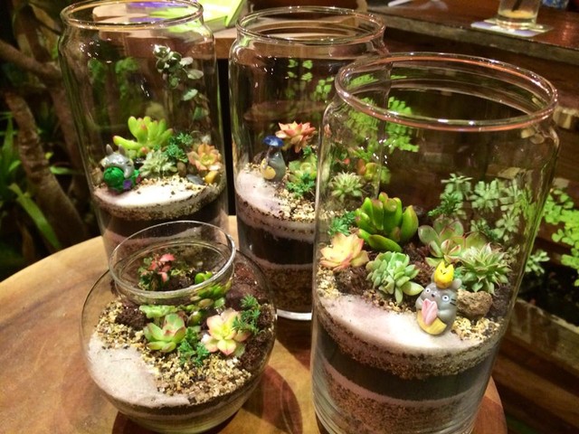 Terrarium bình hở