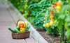 Tế bào ung thư "ghét" loại rau nào nhất? Đây là những 'khắc tinh' của ung thư: Chợ Việt bán đầy nhưng nhiều người không biết cách ăn để phát huy tác dụng
