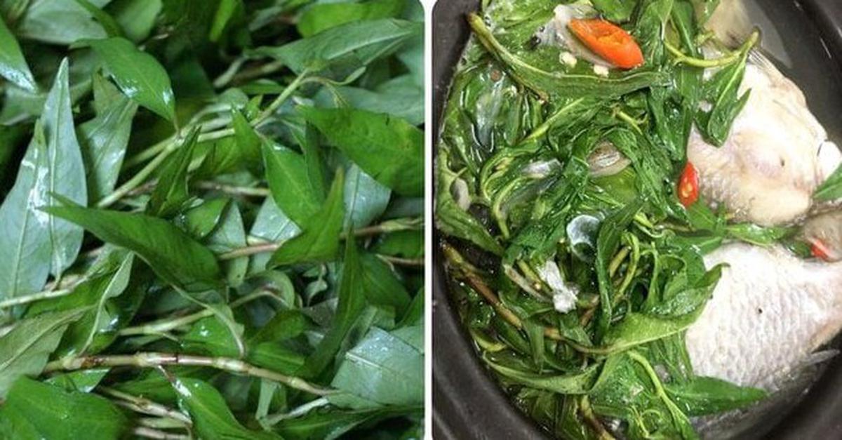 Tác dụng chữa bệnh của rau răm