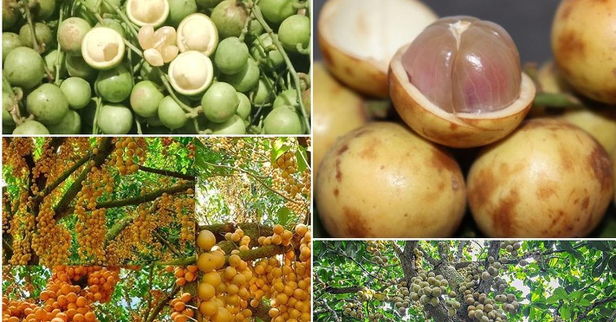Quả dâu da từ món quê đến đặc sản thành thị