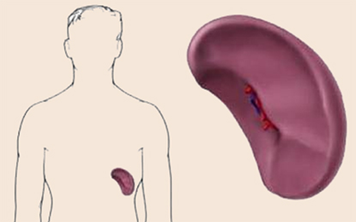 4 biểu hiện chứng tỏ LÁ LÁCH của bạn đang có vấn đề