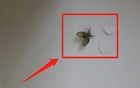 Tác hại của những con côn trùng nhỏ này trong phòng tắm