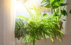 Cây dương xỉ và cây dâu tằm: Nhiều nhà đang trồng mà không biết đây là hai loài bị phong thủy đại kỵ