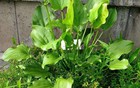 Trồng 1 trong 5 loại cây này, mệnh Thủy như có "lá bùa phong thủy" giữ của, hút lộc về nhà