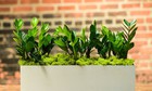 Loại cây cảnh được coi là "cây phong thủy số 1", hút tài lộc, báo phú quý, nhà giàu thích mê, thường bày trong nhà