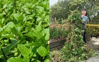 Đừng trồng 8 loại cây này trong nhà - tưởng đẹp mà hóa rước họa, ai từng trồng đều phải “hối hận muốn khóc”!