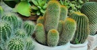 5 loài cây người giàu KHÔNG bao giờ trồng: Đậm "sát khí", cây càng thịnh người càng suy!