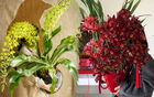 Tết Nguyên đán năm nay mà nhà không có 1 chậu địa lan thì đúng là "phải tội": Học 3 cách chăm từ giờ để hoa nở đầy phòng khách