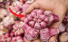 5 loại tỏi không nên mua - đến cả người bán cũng không dám ăn!