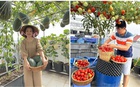 Chồng đầu tư cho vợ gần 100m2 làm vườn sân thượng, thu vài tạ trái ngọt mỗi năm: Thành quả kinh ngạc!