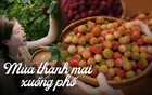 Mùa thanh mai chín rộ: Thứ quả chua ngọt đẹp như mơ, ăn ngon lại tốt cho sức khỏe