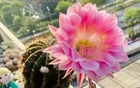 6 loài hoa đẹp như tiên, hương thơm tỏa đi trăm mét, trồng ở ban công hay sân vườn đều lý tưởng