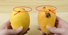 Dân buôn xoài có 4 mẹo chọn xoài chuẩn, chín ngọt tự nhiên, quả nào thịt cũng dày mà hạt siêu lép