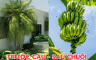 Ông bà dặn kỹ: "Trước cau sau chuối" - Sự thật là gì mà người nhà giàu không dám đảo ngược?