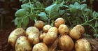 Củ này rẻ hơn khoai sọ, bổ hơn khoai lang, chợ Việt bán 40.000đ/kg: Không mua phí của trời!