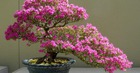 Ngày càng ít người trồng đỗ quyên trong nhà, 3 lý do nghe xong phải gật gù đồng ý