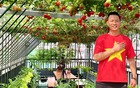 Gửi rau thay lời cảm ơn: Ông bố Hà Nội biến sân thượng thành vườn, tặng nông sản cho người ủng hộ thiện nguyện